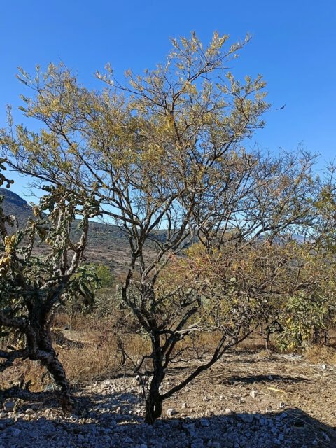 Productos - Rancho San José